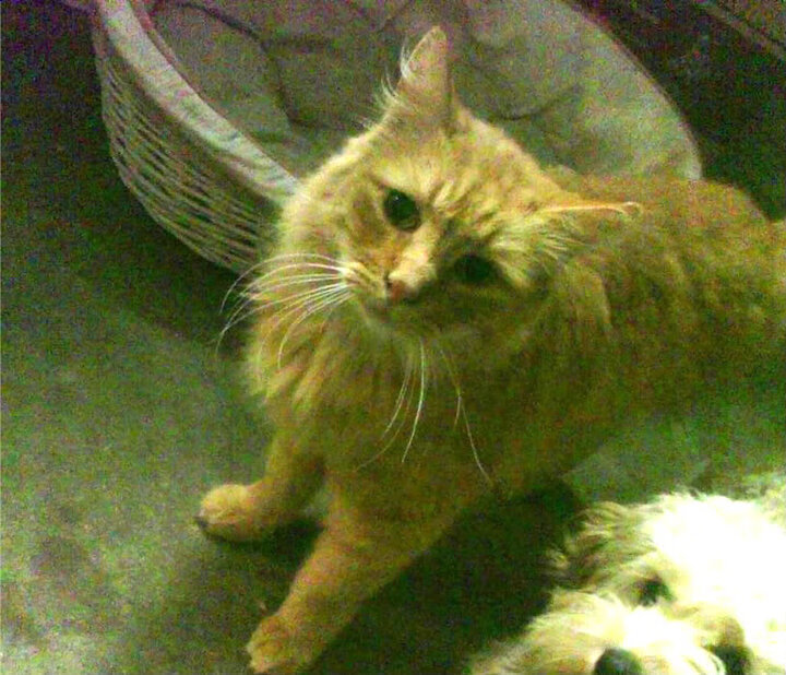 开云体育入口-季后赛抢七之夜，拉亚稳定输出不掉线的关键先生