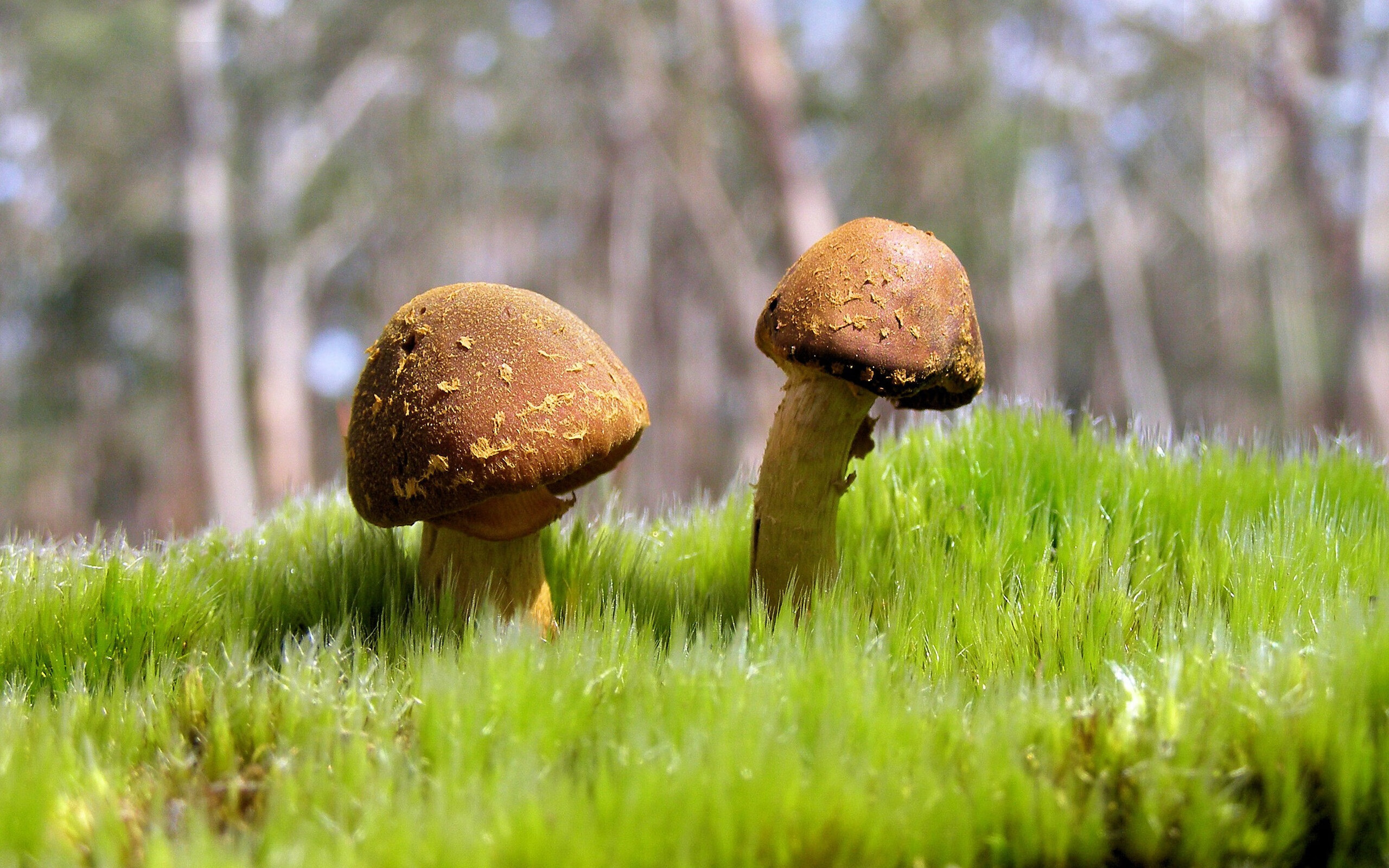 开云体育-梅西的阴影，希腊的铜墙，当个人天赋与集体智慧在绿茵场上对决