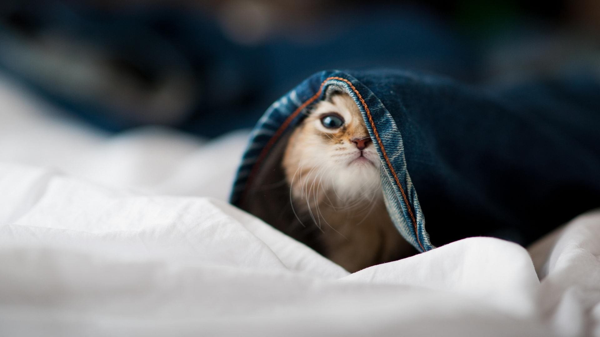 绿茵烽火，莫德里奇爆发闪耀赛场，瑞典压哨绝杀突尼斯