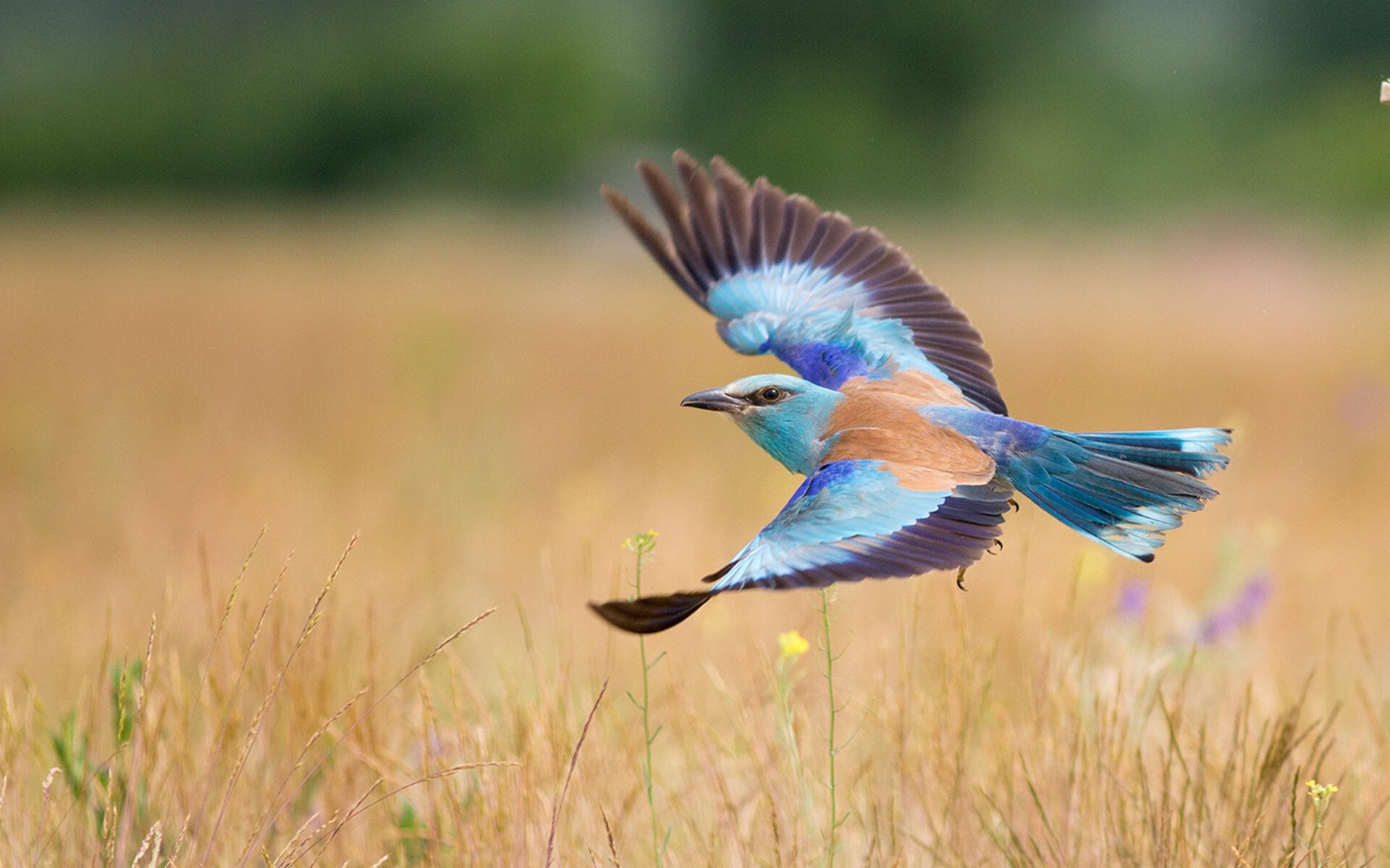 跨界传奇，内马尔在东决关键战之夜的压制级篮球表演