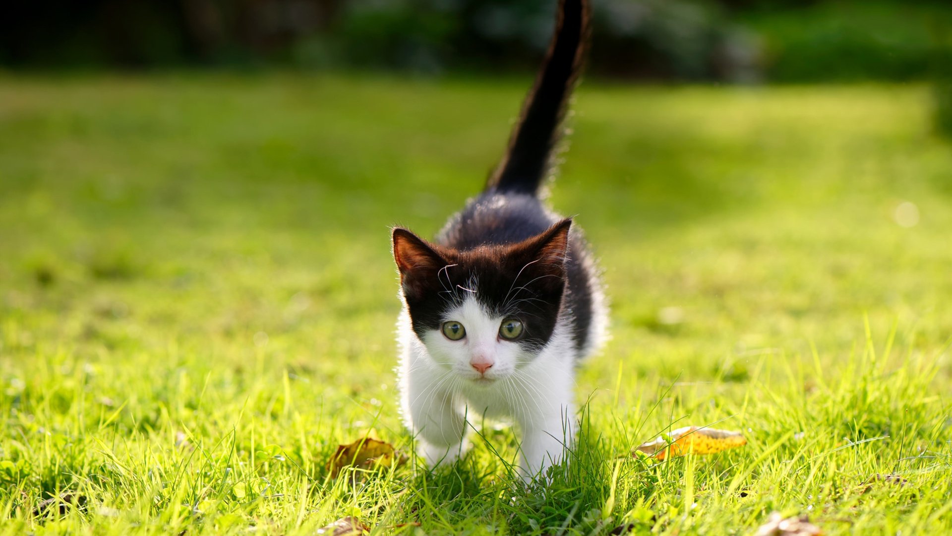 开云体育下载-虚构之战，库里一箭穿心，国际邀请赛上演惊天逆转