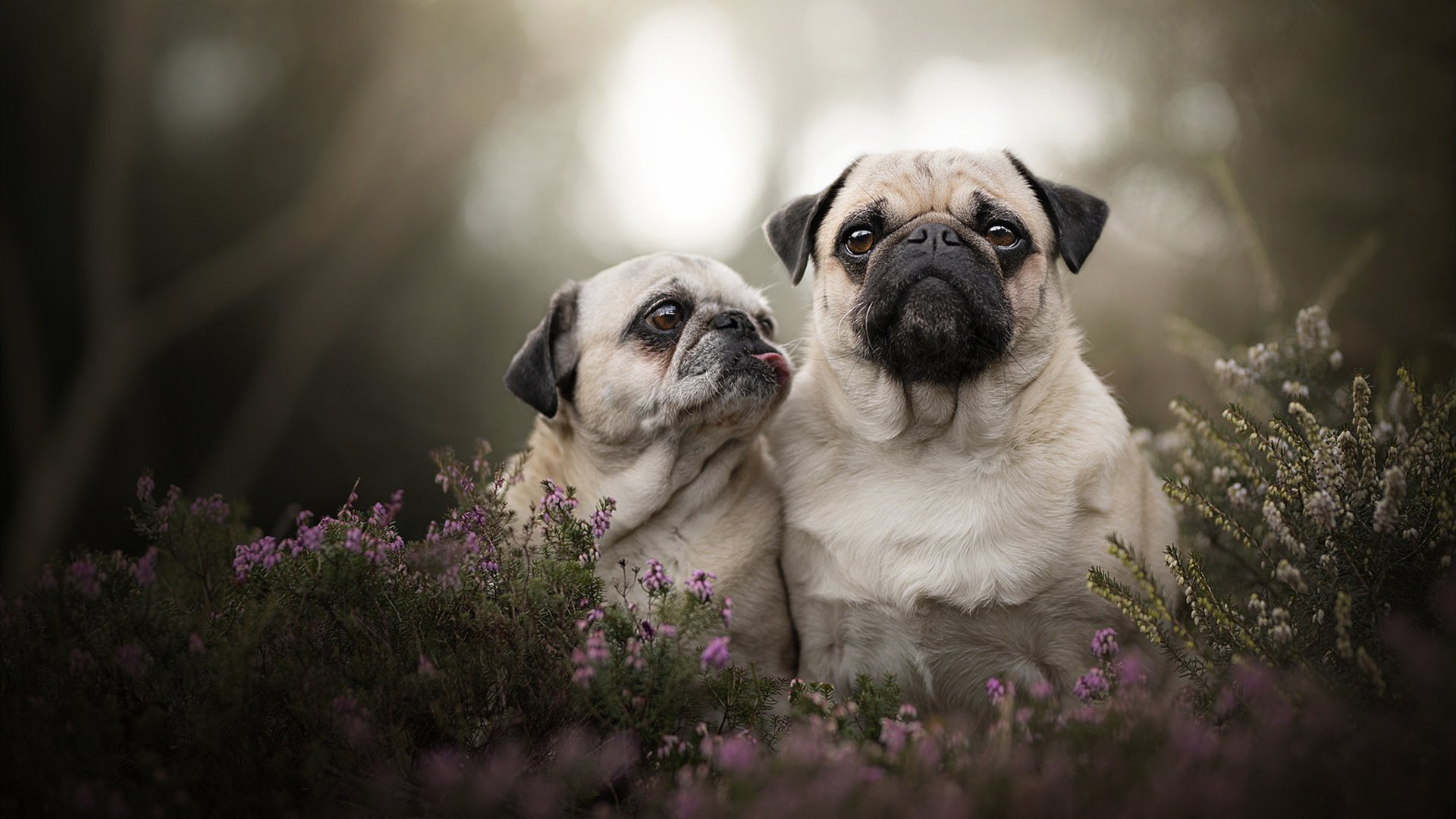 冰城冷焰，当布克在零下二十度的战场点燃胜负之火