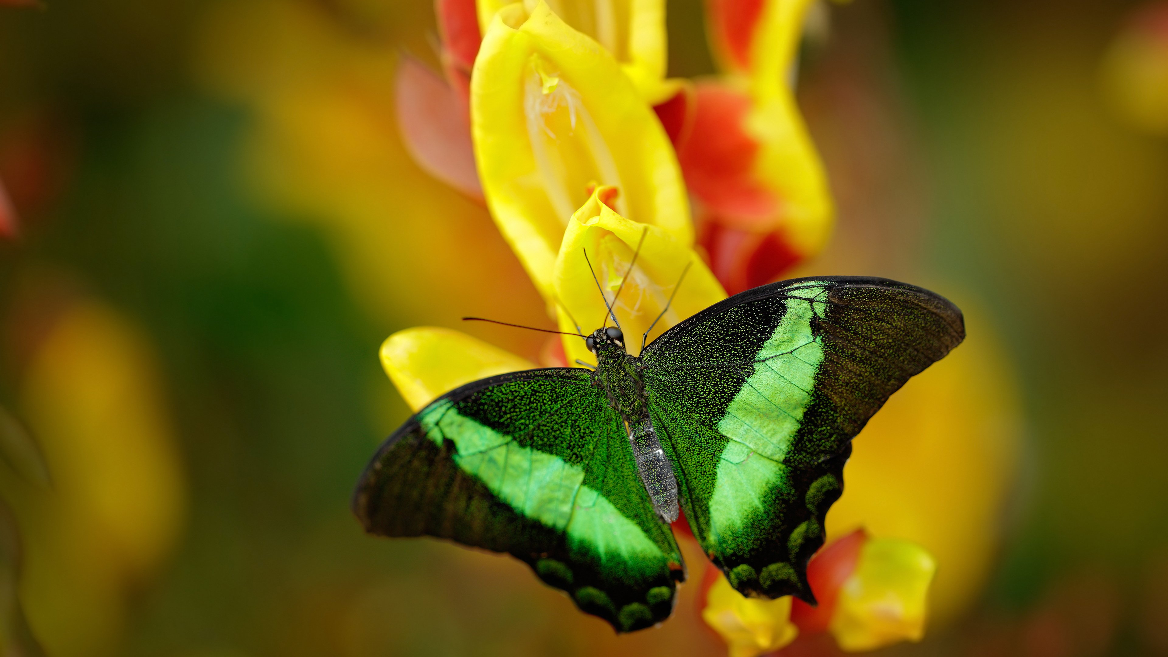 希腊盾牌封神！抢七鏖战压制马拉多纳的凝视