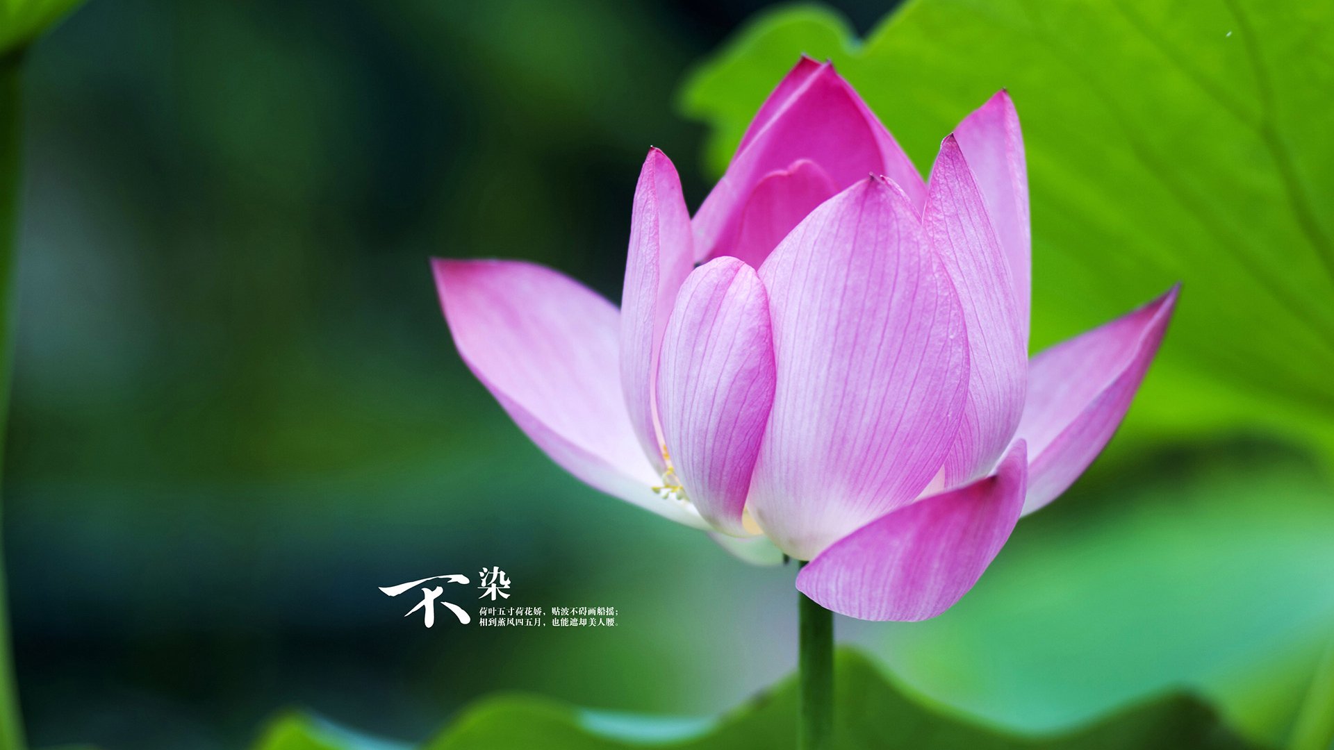 开云平台-足球双线激战，英超争冠白热化，巴拉圭生死战逆袭多特蒙德