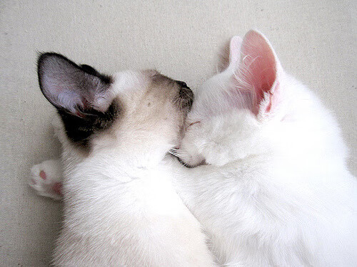 开云体育官方网站-F1新赛季揭幕战，北京队上演赛道碾压，老鹰车队黯然失色