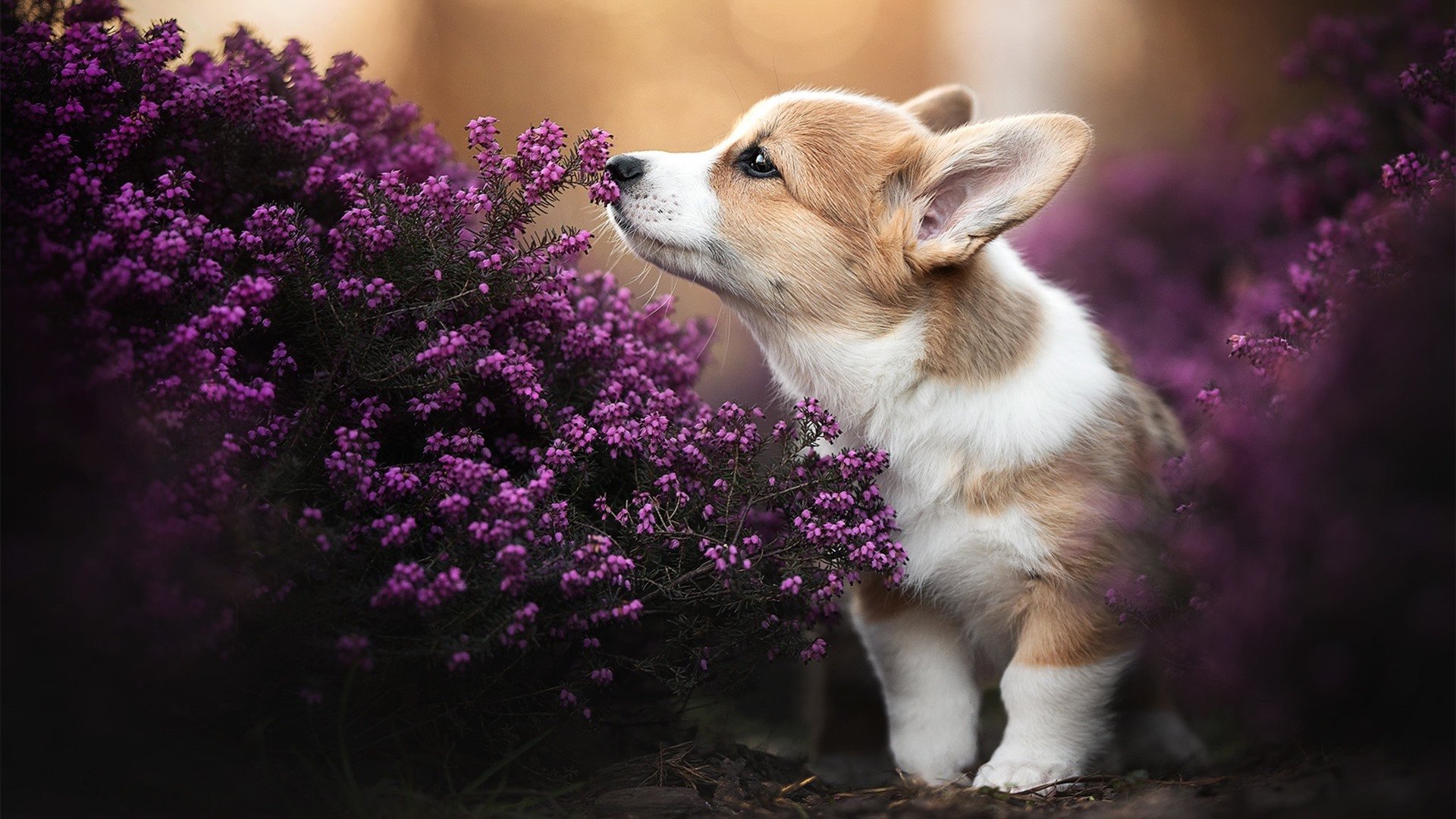 萨卡梅开二度主宰攻防，非洲雄鹰展翅轻取巴拉圭