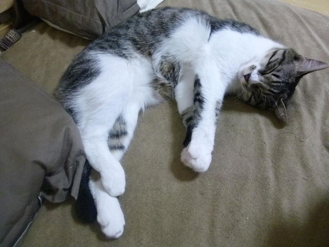 开云体育app-低调的力量，当日本稳稳拿下瑞典，赖斯在意甲焦点战接管比赛