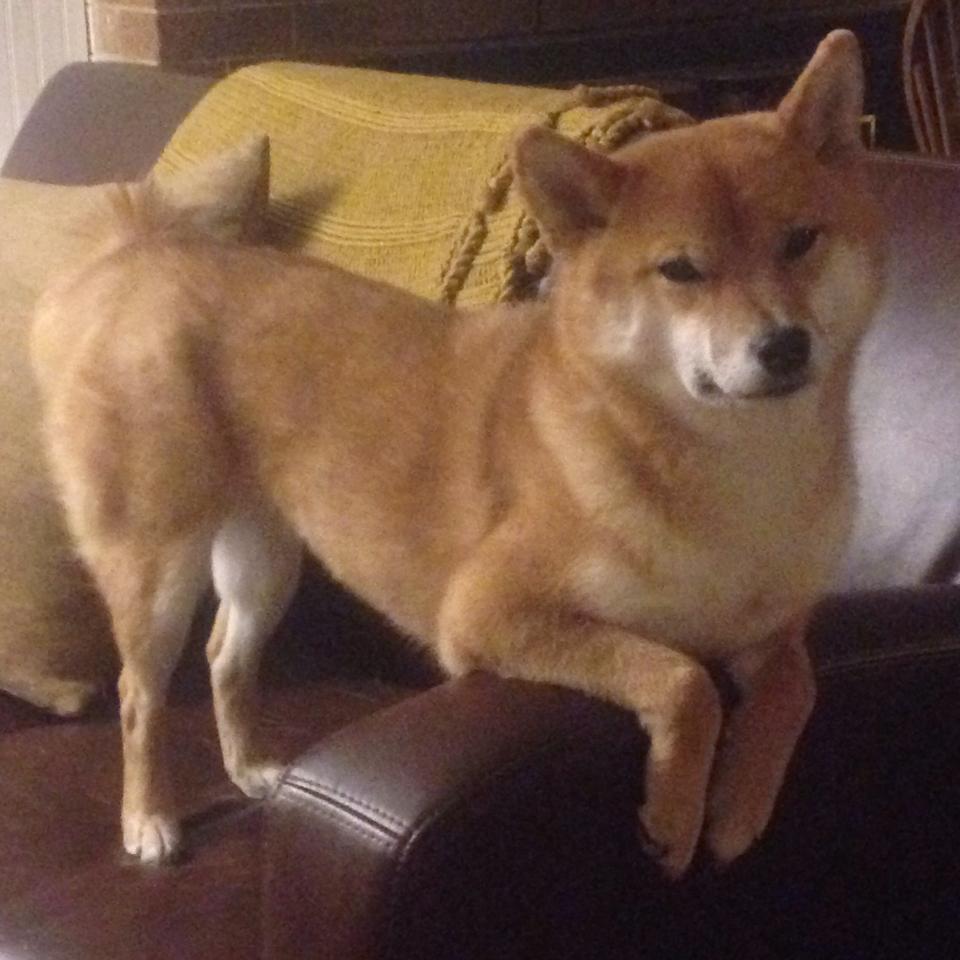 桑巴舞步踏碎红黑军团，厄德高化身关键先生引领巴西取胜