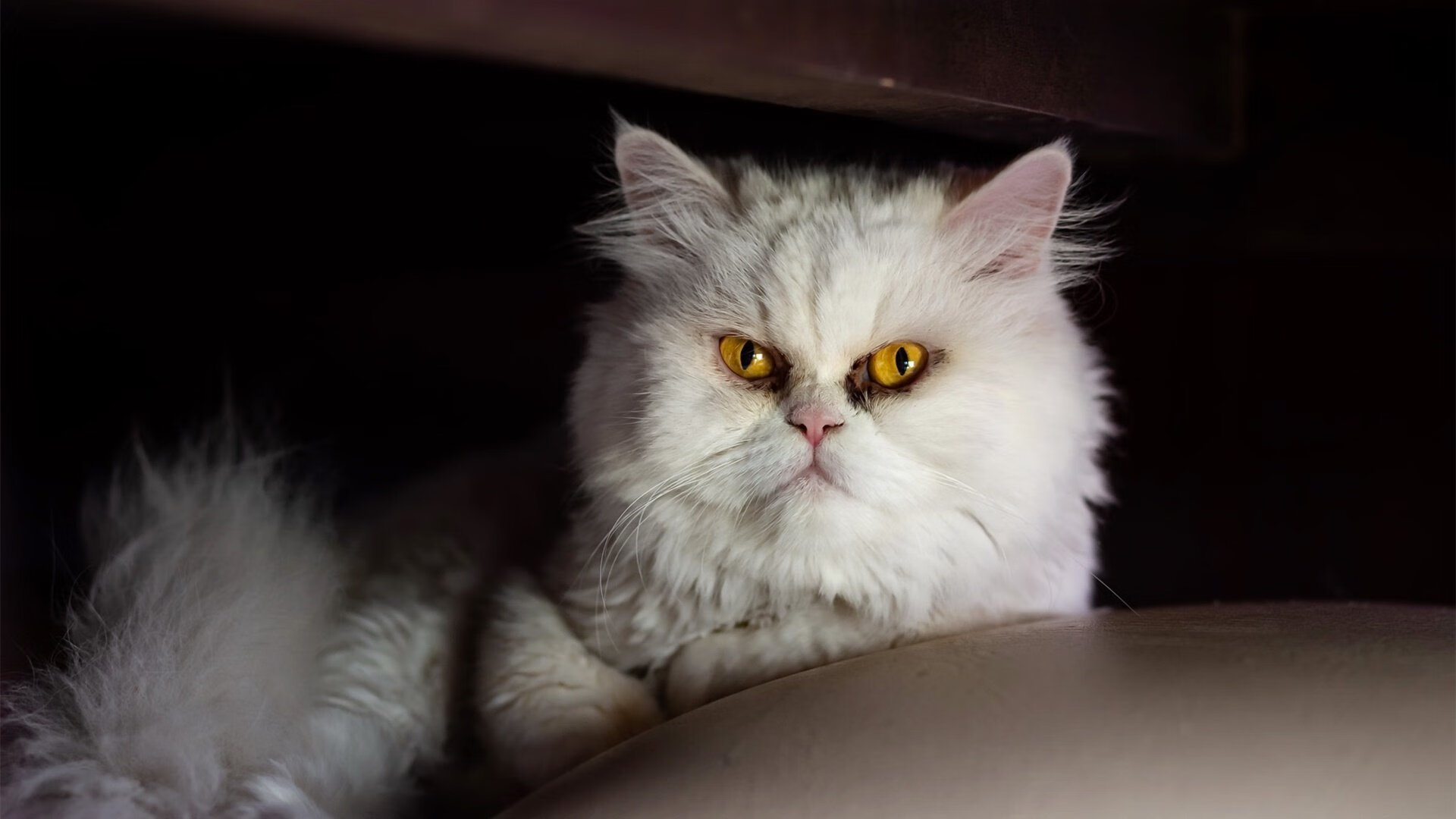 跨界风云，从玻利维亚到乌克兰，伊萨克在东决关键战的统治时刻