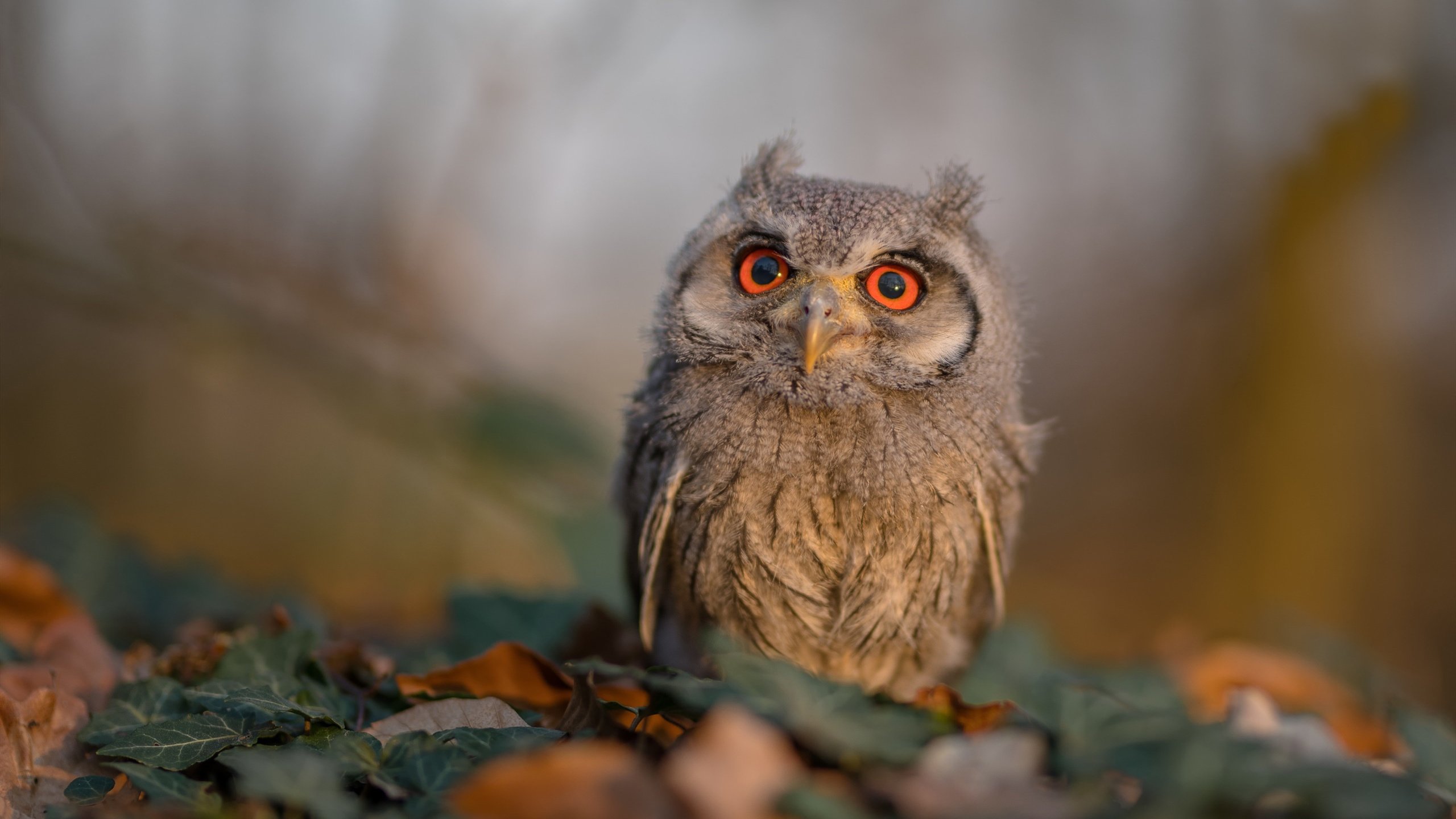 宿命对决中的野蛮生长，当乌拉圭血拼加纳，伊萨克用统治级数据宣告新时代