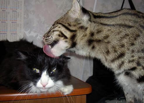 开云体育官方网站-血战马格德堡，马里加时鏖战破波兰，东决门票背后的钢铁意志