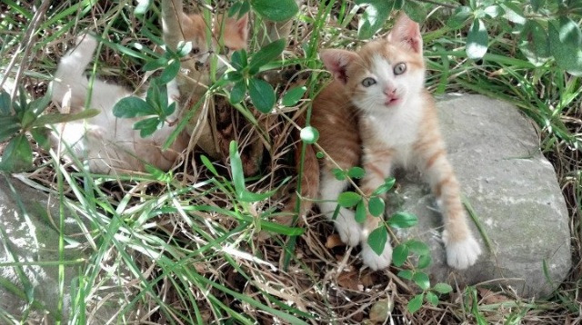 勇士狂飙一波流击溃步行者，杰伦格林奥运关键战独揽风云
