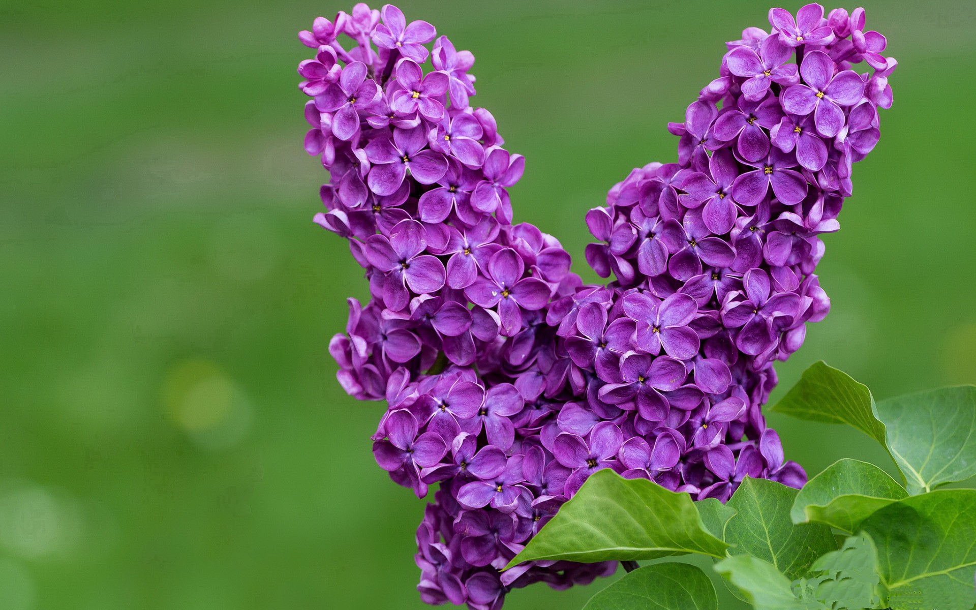 开云体育下载-年度焦点之战，开拓者轻取尼克斯，胜利之夜闪耀全场