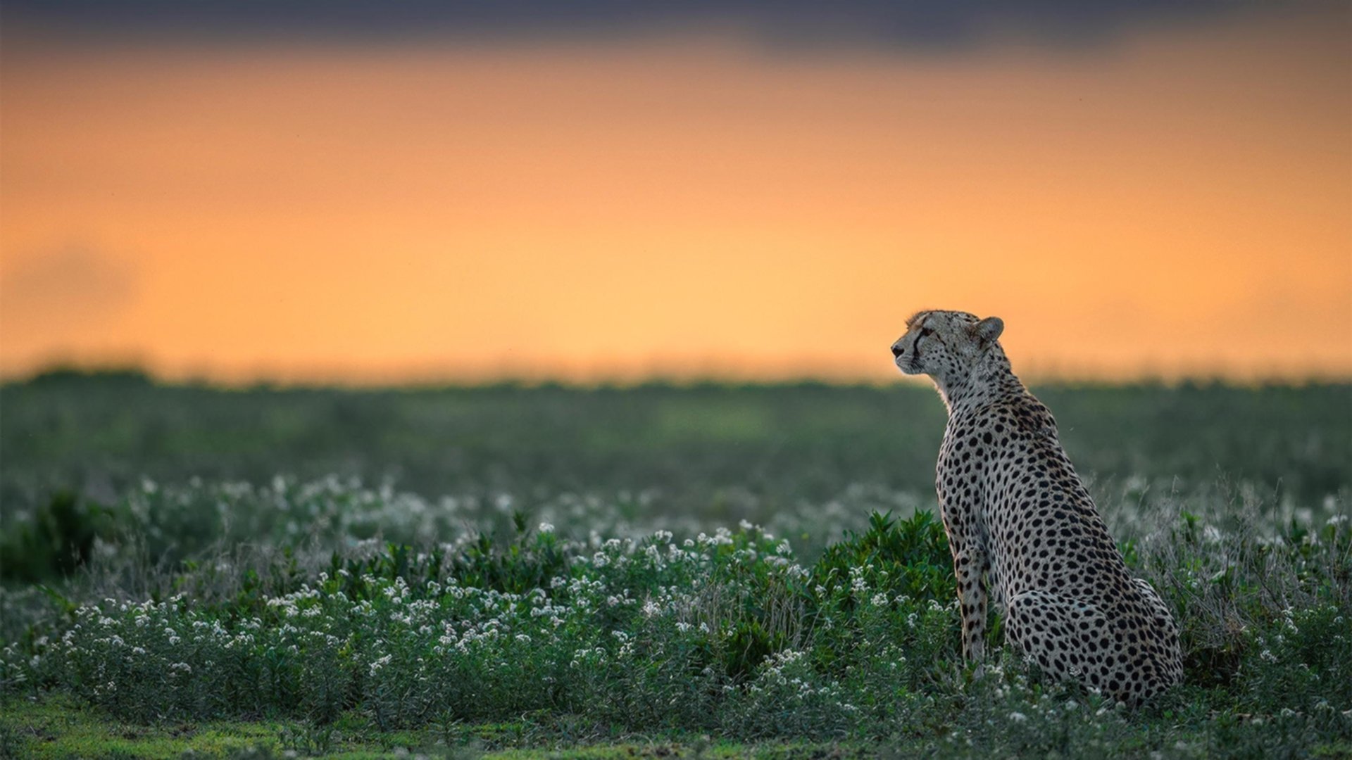 加时绝境显英雄本色，乔治一剑封喉助活塞力克步行者
