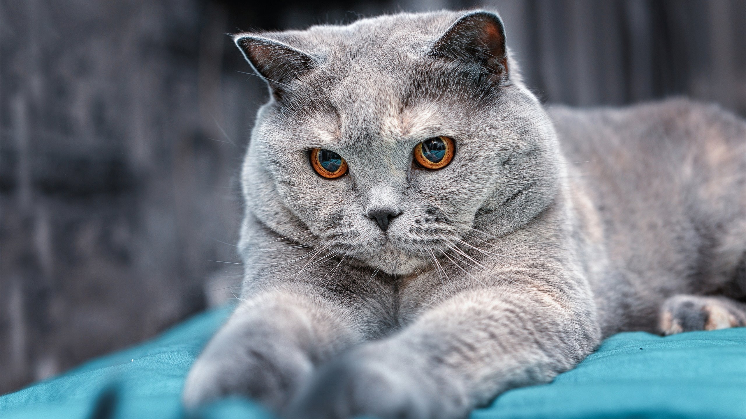 开云体育中国-绝境变奏曲，德罗赞的沉默舞蹈，如何撕碎爵士防线