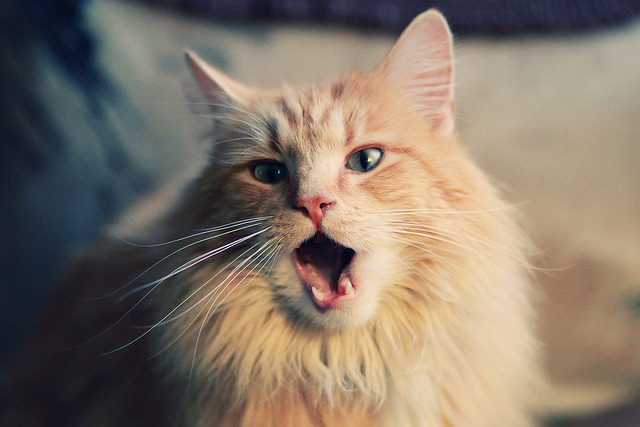 双线并进，约基奇的体系杀伤与广东队的铁血横扫，现代篮球的胜利法则